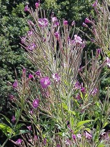 epilobium parviflorum Prostatitis