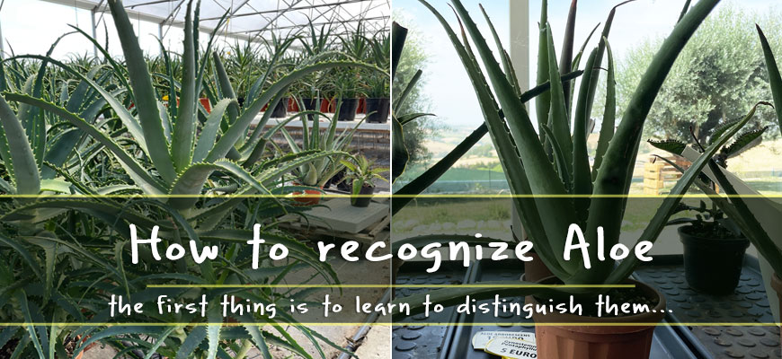 How to recognize Aloe