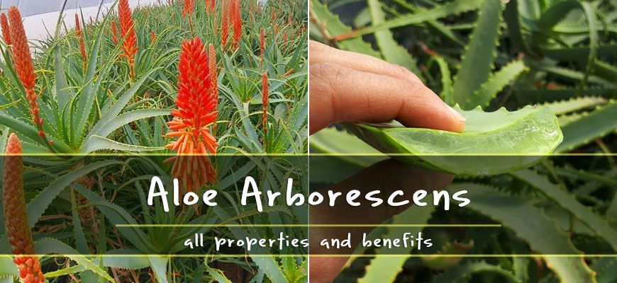 properties benefits aloe arborescens