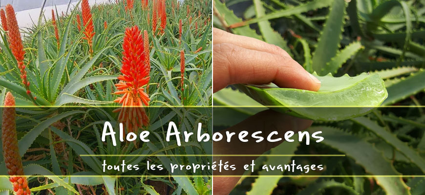 aloe arborescens propriétés et avantages