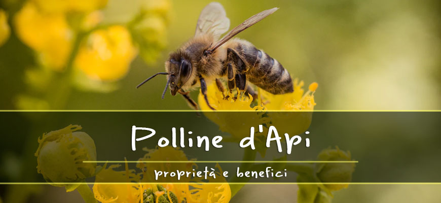 bee pollen properties