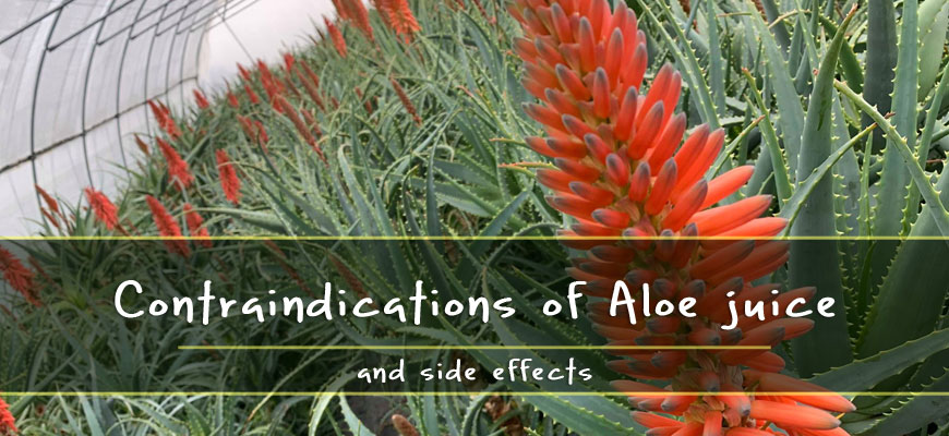 Contraindications of Aloe juice
