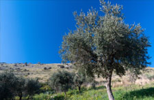 infusion de feuilles d'olivier pour maigrir