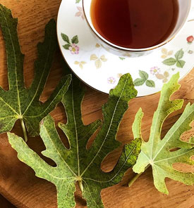 infusion de feuilles de figuier
