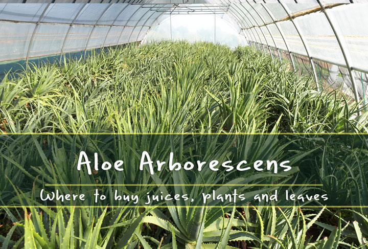where to buy aloe arborescens