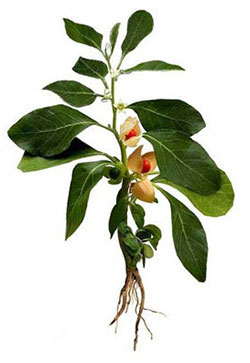 Plante Ashwagandha