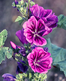 Comment préparer la tisane mauve