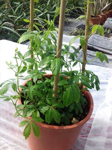 gynostemma plant