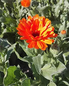 Marigold flower
