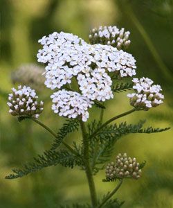 achillea millefoglie menopausa