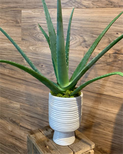 aloe eritemi solari