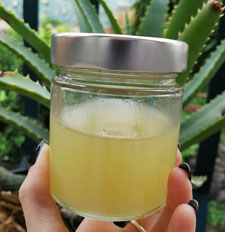 aloe vera