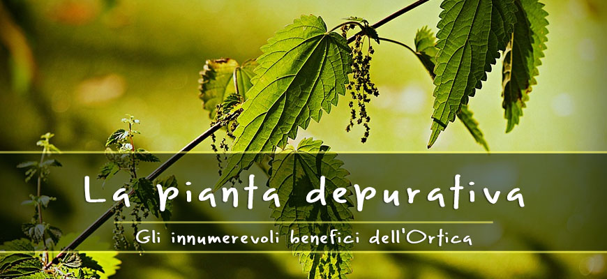 benefici ortica