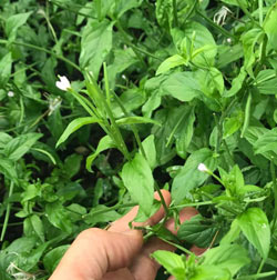 epilobium prostate infiammation