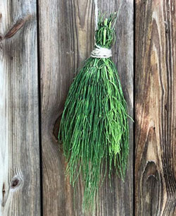 equiseto essiccato tisane