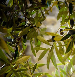 foglie olivo decotto