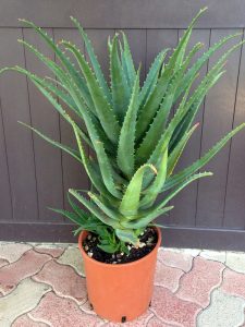frais d'Aloe