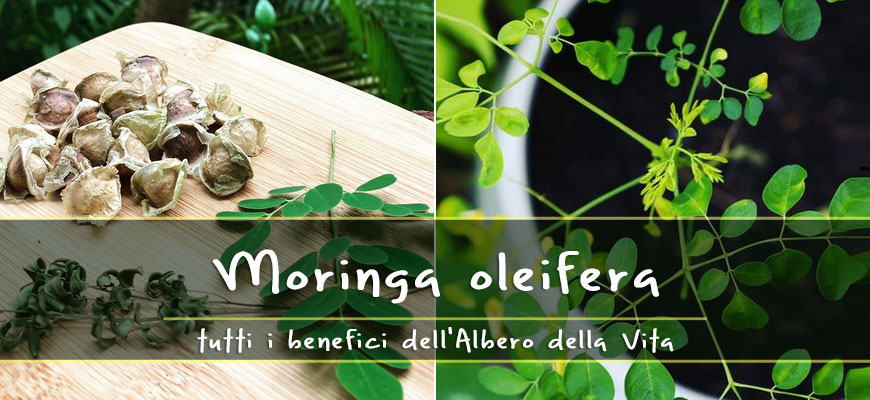 moringa benefits