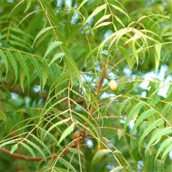 neem plant