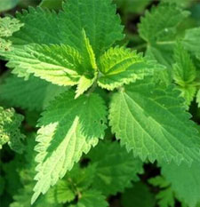 nettle diarrhea remedie
