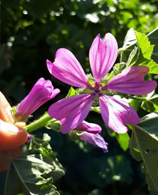 pianta malva