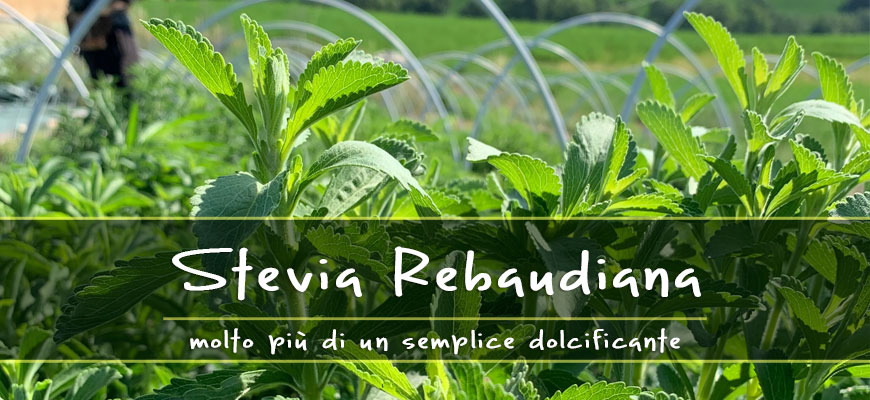 properties of Stevia sweetener