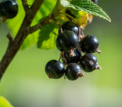 ribes nero foglie e frutti