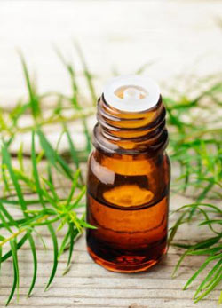 tea tree candidosi
