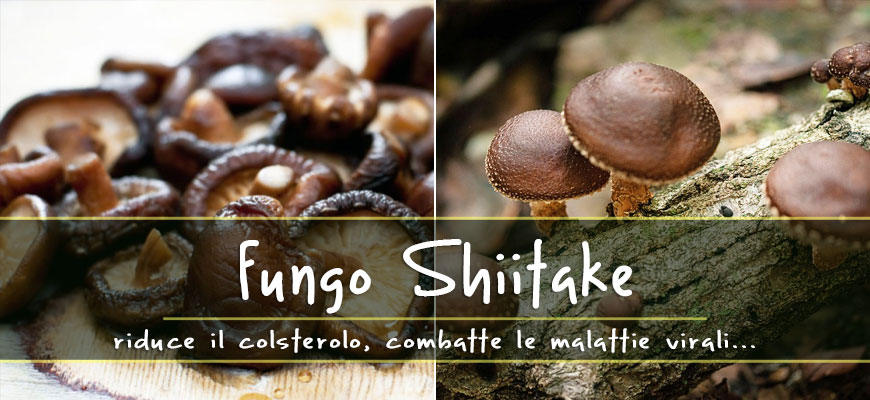 Funghi Shiitake: Proprietà, benefici e Ricette