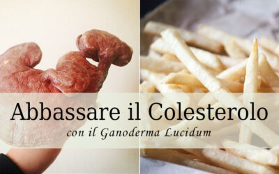 Il Ganoderma Lucidum riduce il Colesterolo cattivo e aumenta quello buono