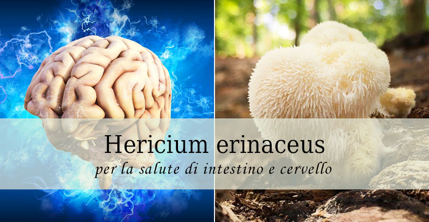 hericium erinaceus fungo